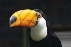 006-vogelparkavifauna2011