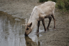 011-zooparcoverloon2011mrt