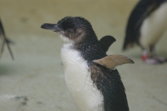 031-zoowuppertal2011