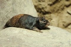 001-diergaardeblijdorp2012aug