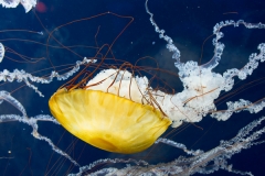 001-aquariumofthebay2013