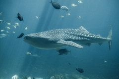 018-georgiaaquarium2013