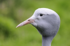 017-diergaardeblijdorp2015apr