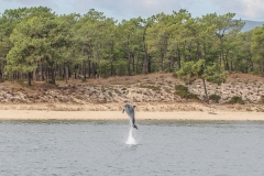 006-wildlife-setubal2015