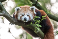 018-diergaardeblijdorp2016aug