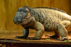 005-iguana2016