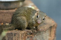 000-planckendael2016