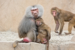 003-wildlands2016mei