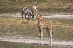 004-wildlands2016mei