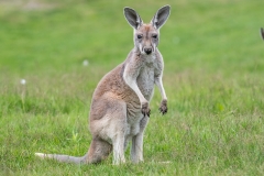 002-zooparcoverloon2016