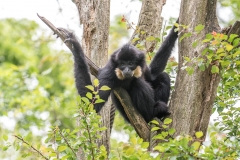 021-bioparcdedoue2017