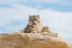 037-bioparcdedoue2017