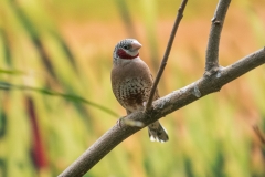 016-zooantwerpen2017