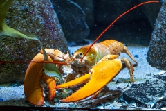 032-diergaardeblijdorp2018mrt-mei